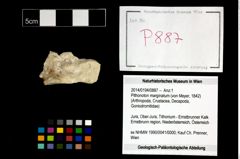Foto (Objekt + Etikett) von Pithonoton marginatum (von Meyer, 1842)  (NHMW-GEO-2014-0194-0887)